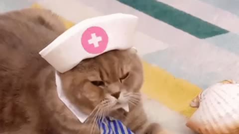Cute Cat Gif