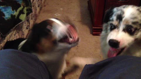 Pirate vs Ringo Sing Fighting