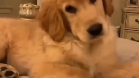 Dog reaction on strange sounds Click to watch it