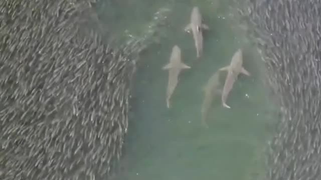 🔥 A shiver of sharks swimming through a school of fish.