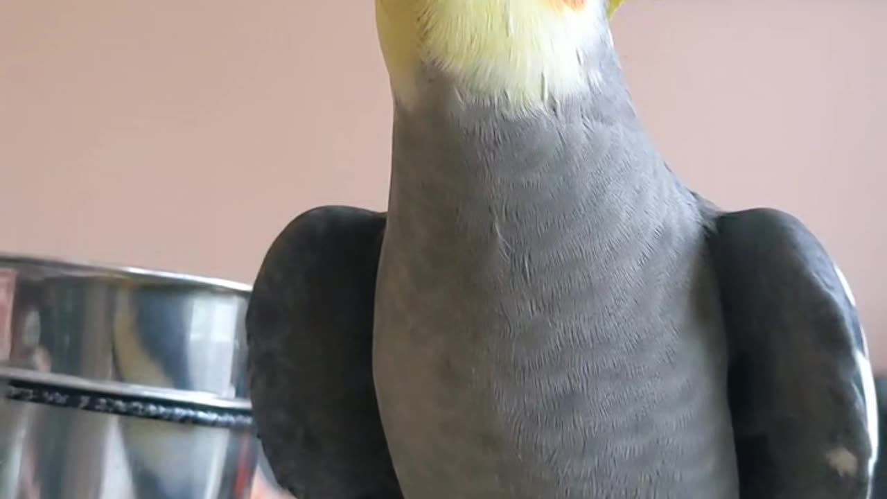🐓 Bird's 🐓