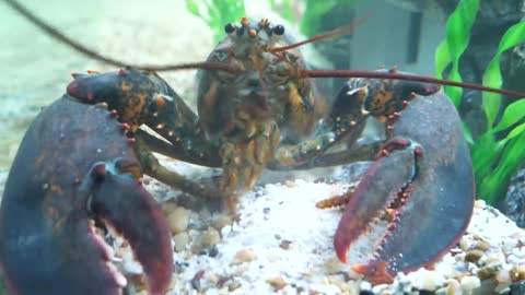 Grocery Store Lobster as a Pet