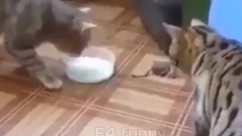 Funny animal videos