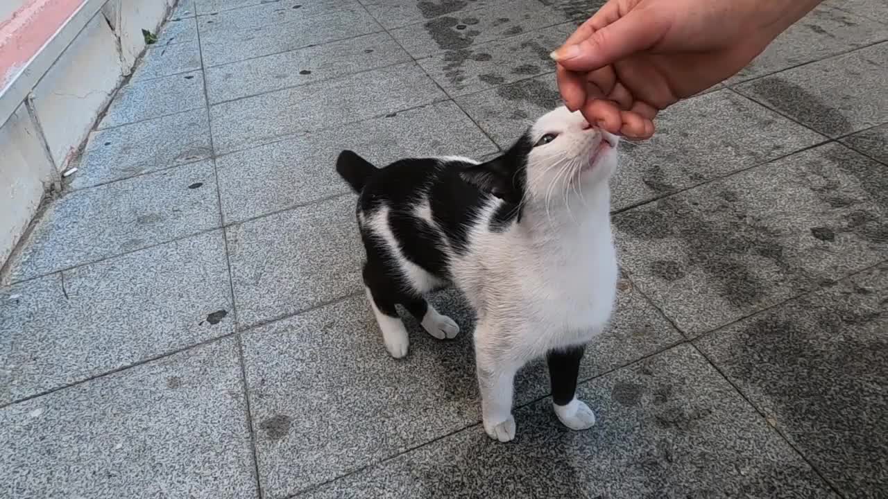 Black and white cat on both feet sniffing my hand