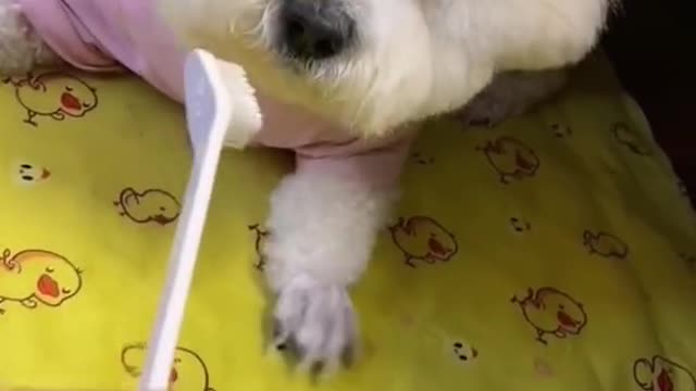 I don't want to brush my teeth. Let me alone!
