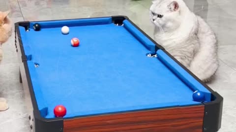 Funny 🤣🤣🤣 cats