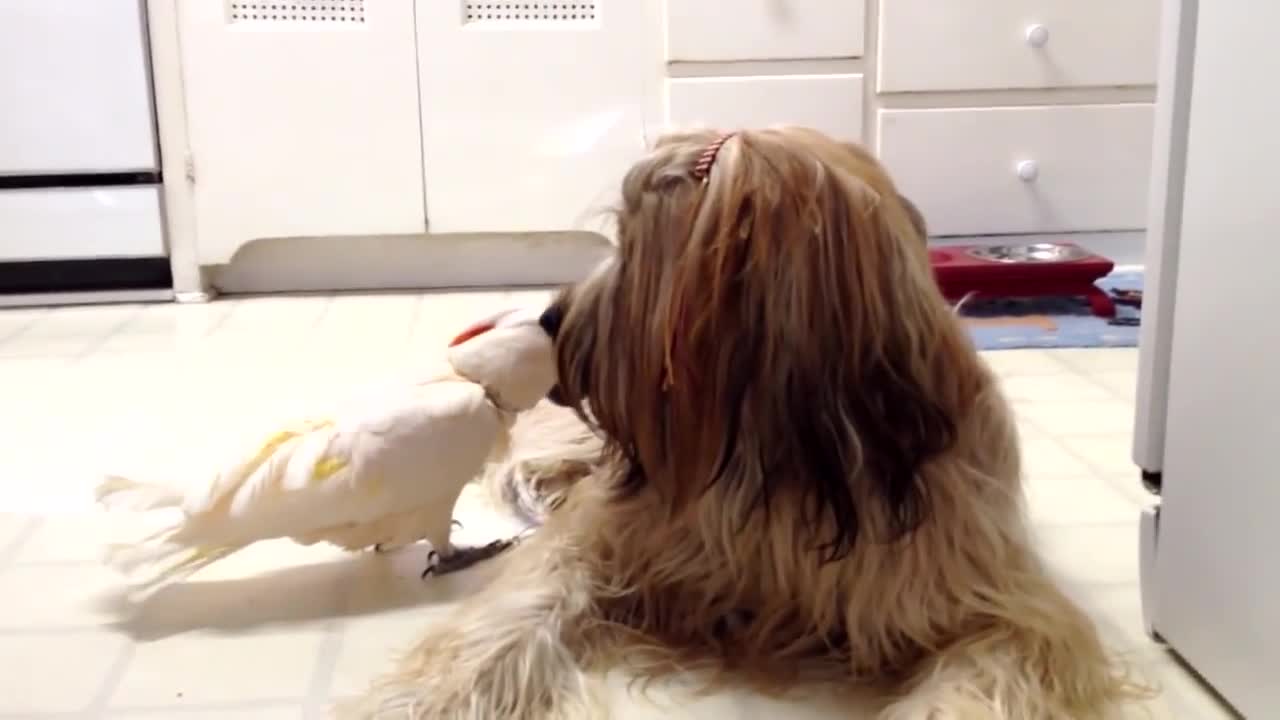 Cockatoo Communicates With The Dog Talking In Her Language