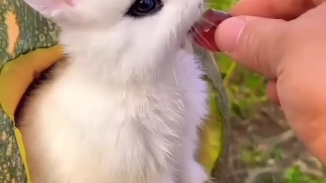 CUTE RABBITS EATING FOOD