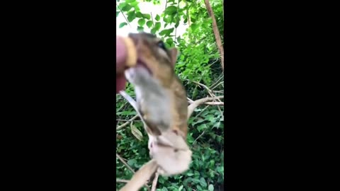 See, How Much Space in Squirrel's Mouth #shorts #viral #shortsvideo #video