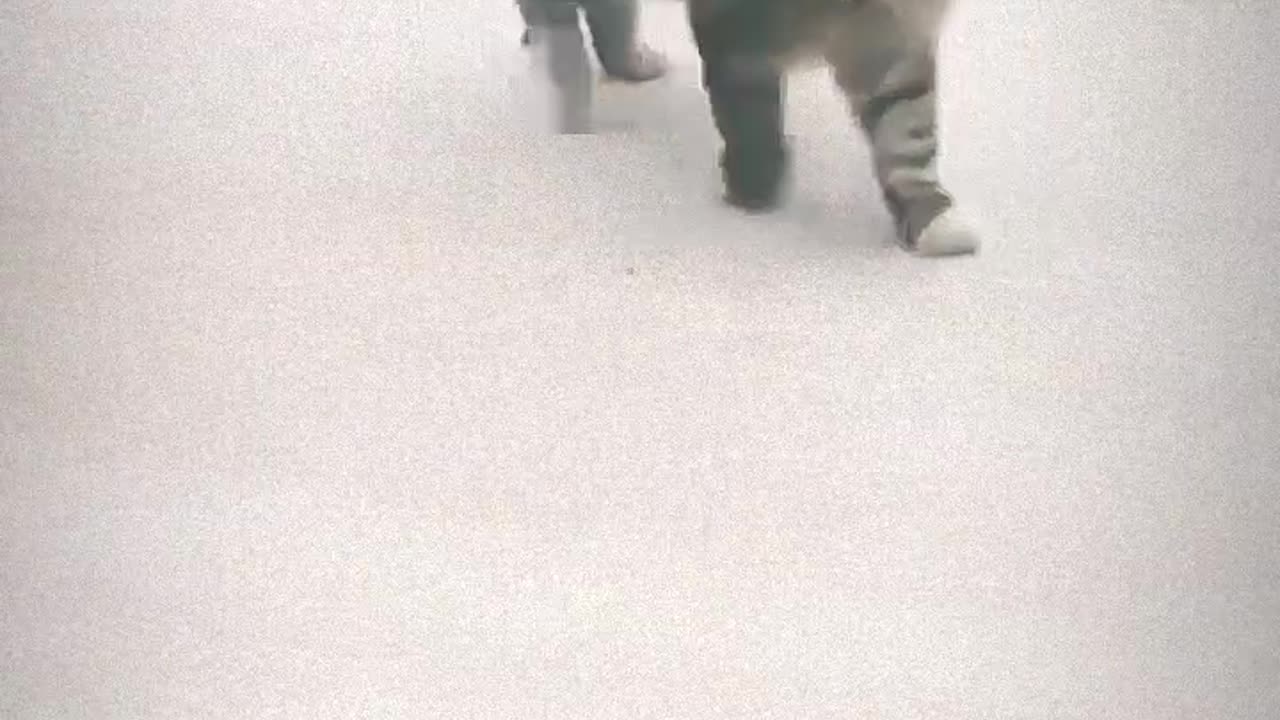 FUNNY CAT 😺🐈 WALKING