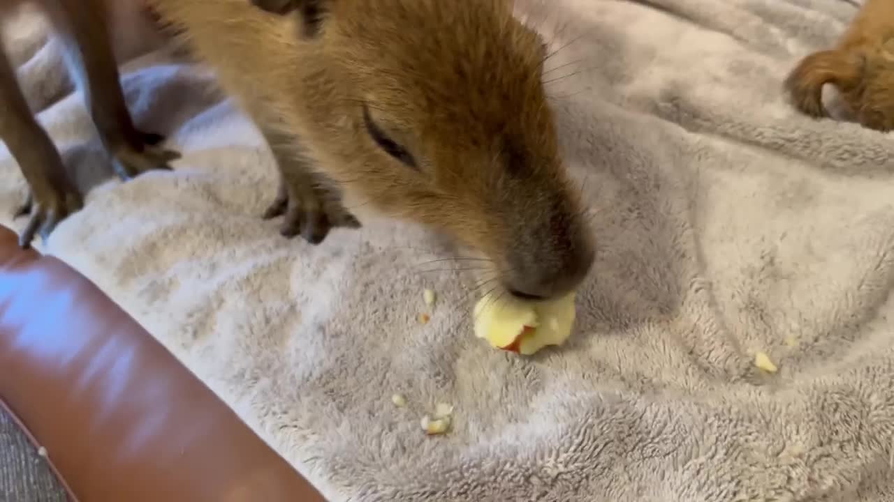 Capybara vs Piglet (Quandale Dingle Dies)1