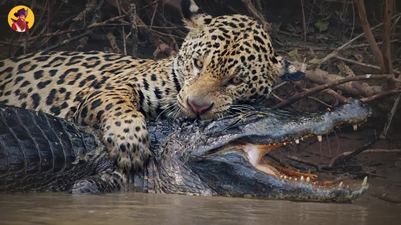 15 Land Animals Attack Without Mercy