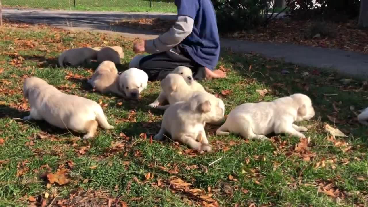 Puppies First Time Outside