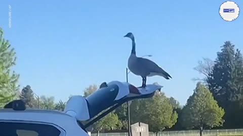 Curious goose surprises woman by standing on top of her SUV