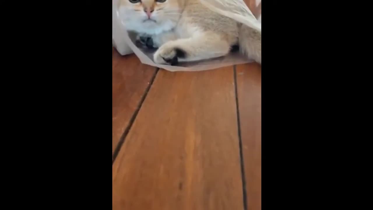 The Best Funny Cat Videos Of The 2023 - Funny Cats Compilation #50