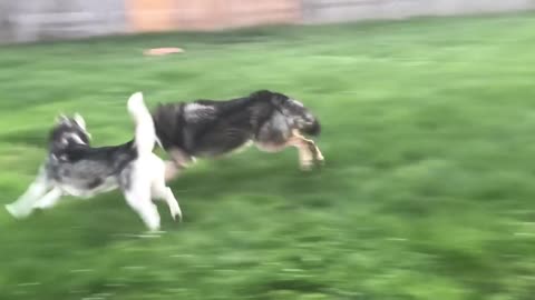 How To Get Your Wolfdog Inside