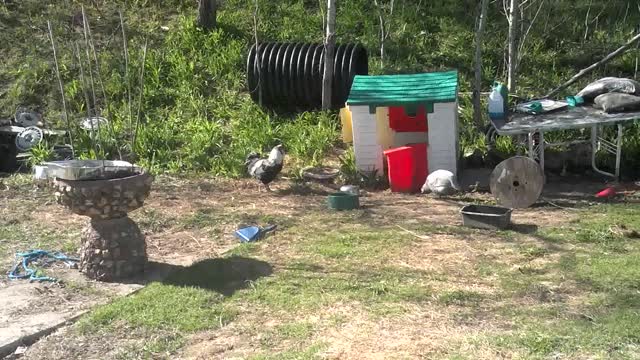 Guinea Cock picking on Rooster.