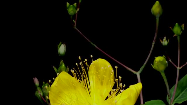 It takes a long time to bloom and a heavy rain to wither.