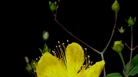 It takes a long time to bloom and a heavy rain to wither.