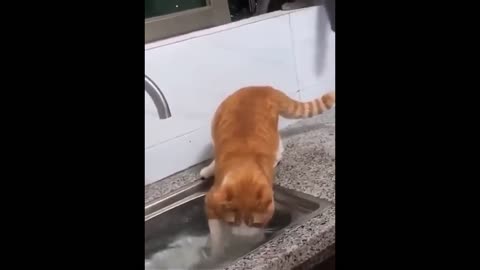 cute cat playing with water