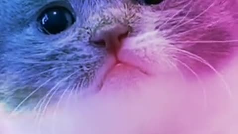 Cat fuuny video