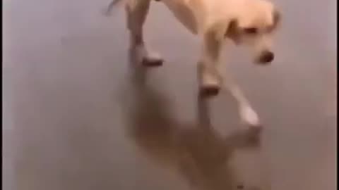 Cute dog dancing on the beat