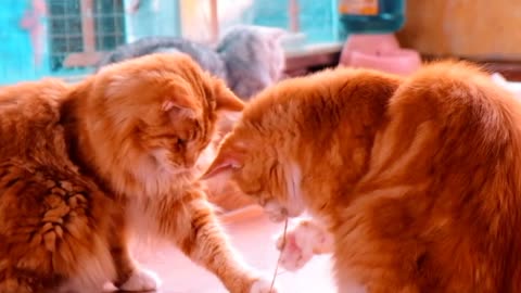 4K Quality Animal Footage - Cats and Kittens Beautiful Scenes Episode 20 | Viral Cat