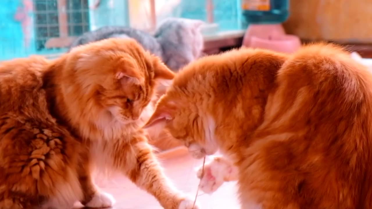 4K Quality Animal Footage - Cats and Kittens Beautiful Scenes Episode 20 | Viral Cat