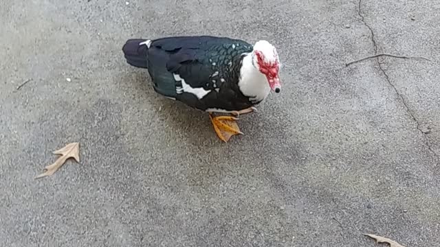 Muscovy Quick Snack