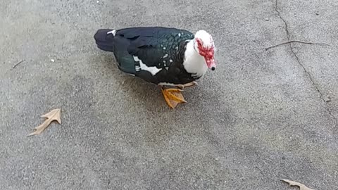 Muscovy Quick Snack