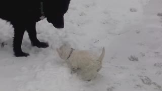 Cute West Highland White playing in the snow with 2 buddies