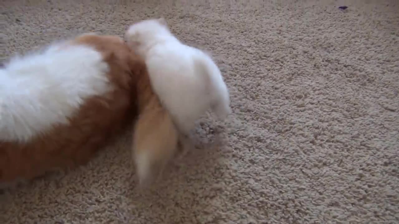 Cute pomeranian puppy plays with Parents - Watching a puppy grow