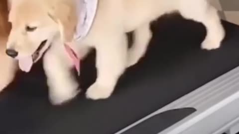 Funny dog 🐶
