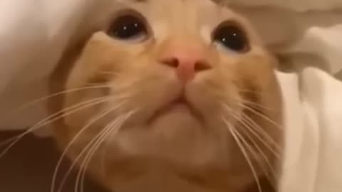 Funniest cats videos🐈🐯- Funniest animals 2023🐱