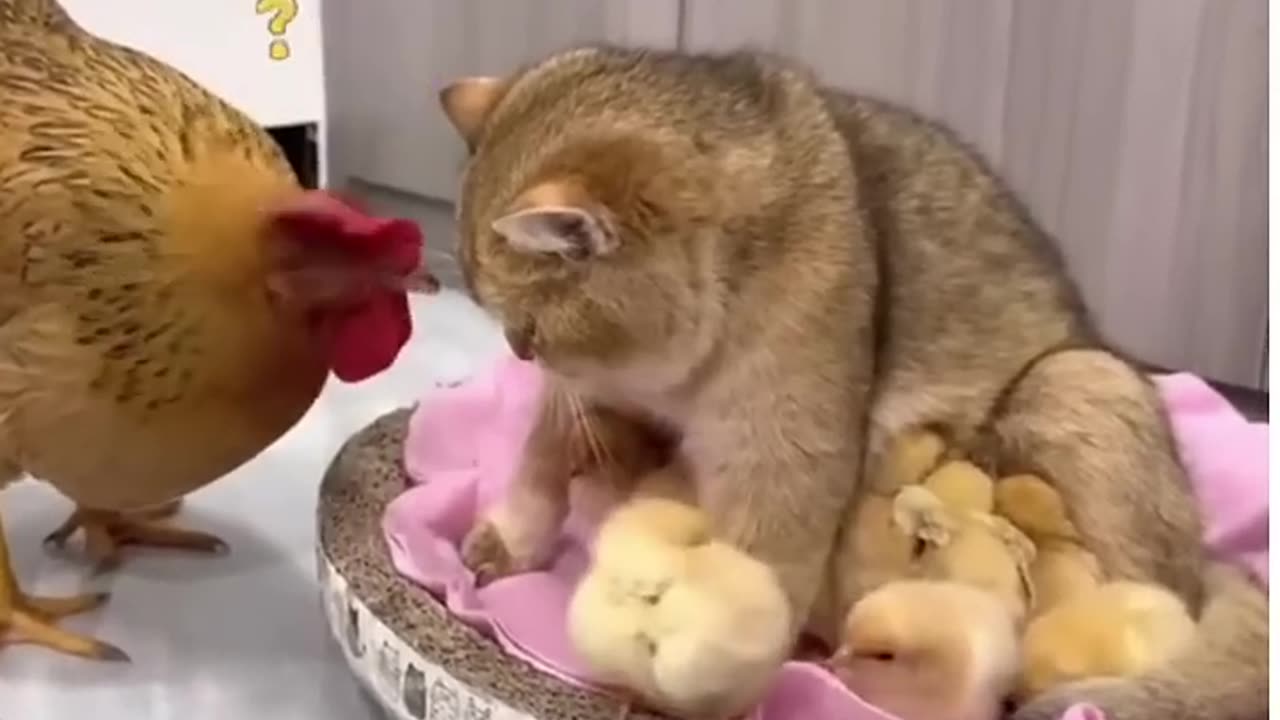 funny chicken and cat