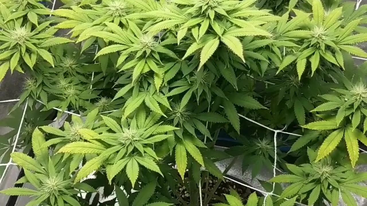 Sweet seeds: cream caramel wk.4