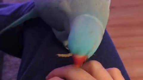 Parrot trying to pick a fight with his owner