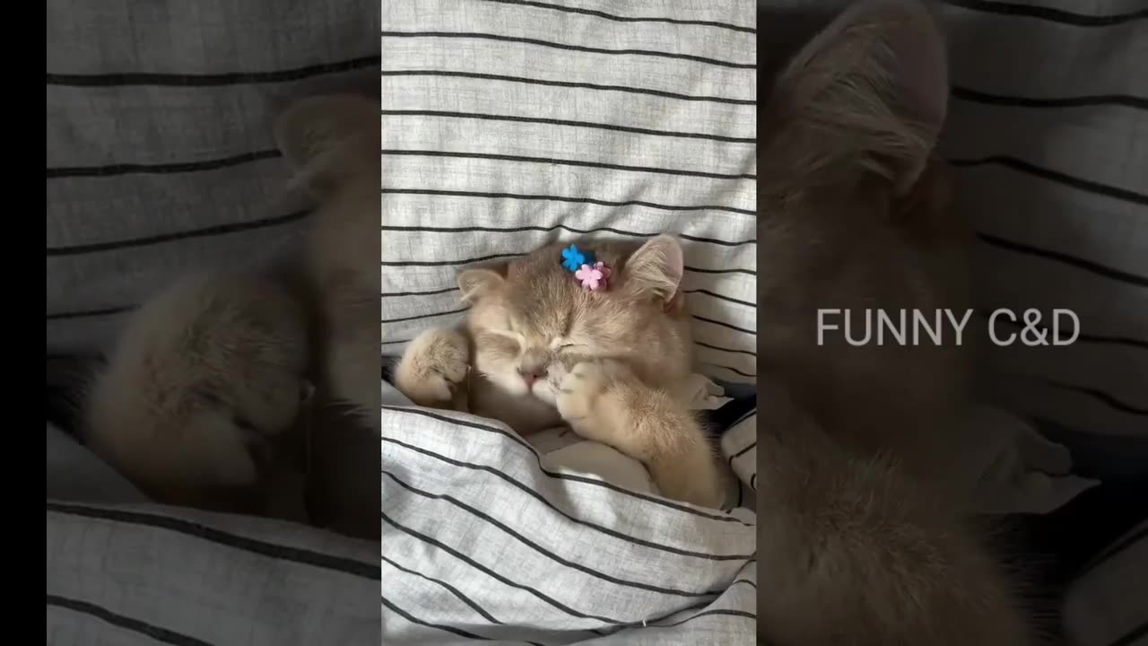 Top 6 Most Funny Cat Videos