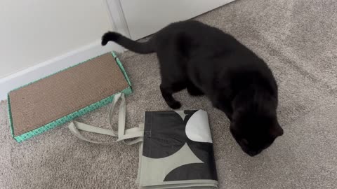 Cute Precious Piper Wants the Office to be Ship Shape - Adopting a Cat from a Shelter Vlog