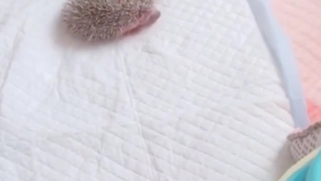 Hedgehog mom carrying it baby