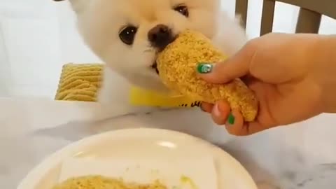 Funny animal videos|Cute animal videos |Funny dog&cat videos|Hilarious pet videos|Funny video