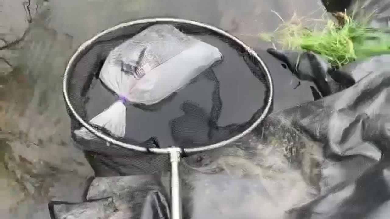 Getting the fish acclimated to Water