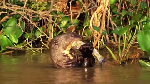 10 Deadliest River Monsters In The World!-13