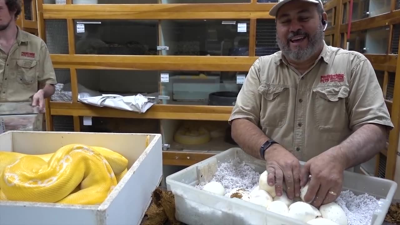 Snack videos