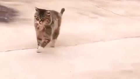 Cute cat walking like a model