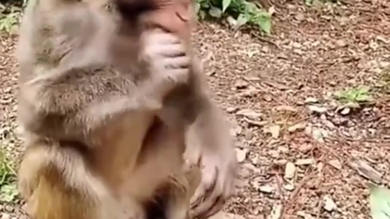 Funny Animal Videos | Watch These Animals Crack You Up