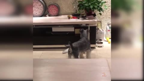 Funny Cat and Dog Videos That Will Make Your Day