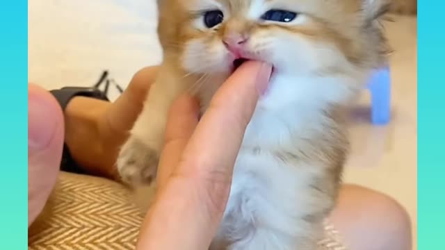 Cute 🥰 cat funny video looking pretty and beautiful ❤️