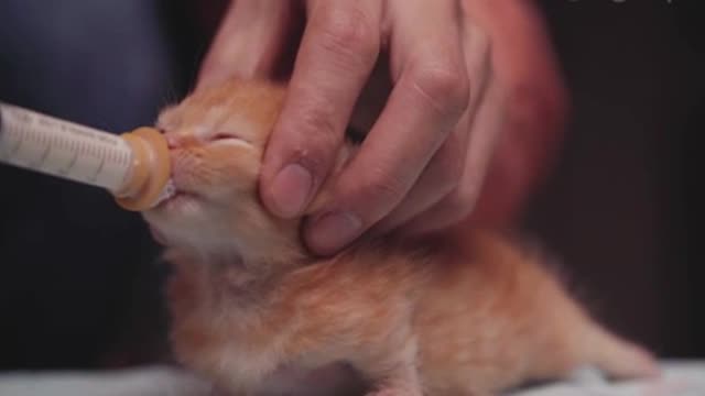 The owner nursed the kitten when it was ten days old