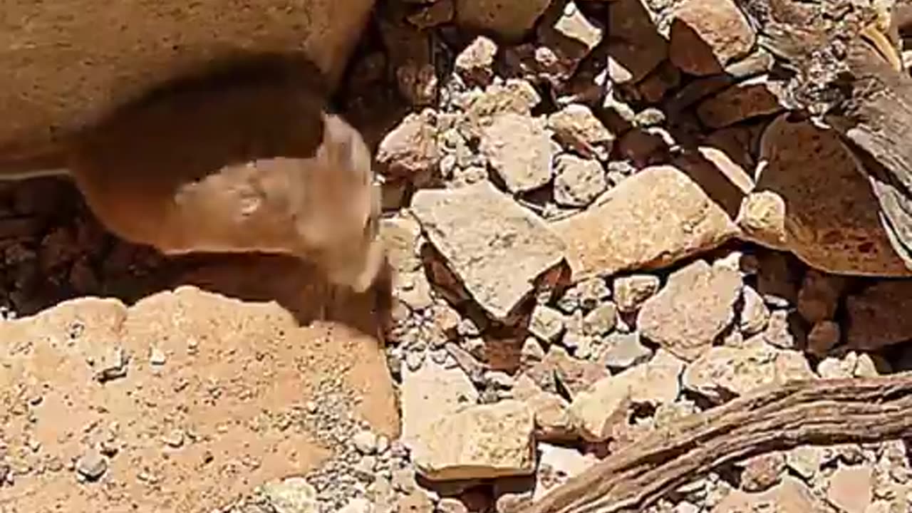 Eagle huntingwatch more video